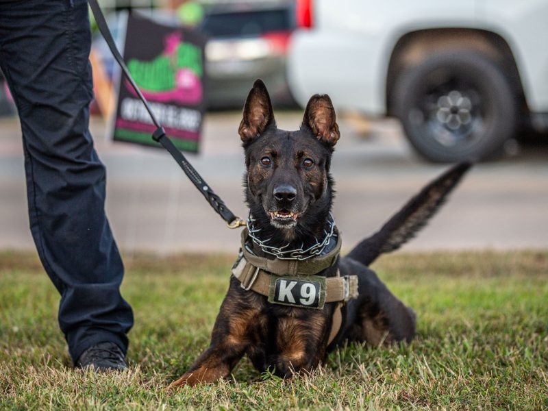 K-9 - APD - Alexandria Police Department